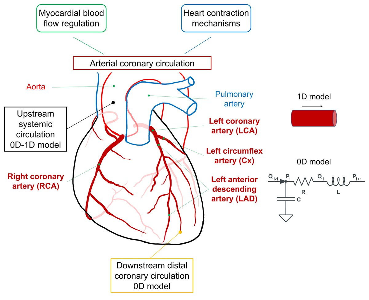 RCMjournal's tweet photo. #RCM - Vol. 22 No. 4
#Callforread
🎑Systematic Review - A review of multiscale 0D–1D computational modeling of coronary circulation with applications to cardiac arrhythmias
#arrhythmias #CoronaryCirculation #Computational #hemodynamics
Full text:
https://t.co/N08YksdLb6 https://t.co/srHFRrCxDL
