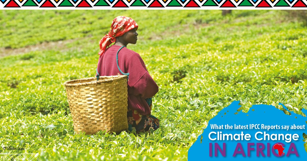 UKZN's tweet photo. #Africa is highly vulnerable to #ClimateChange. Africans are employed largely in climate-exposed sectors like agriculture (55-62% of sub-Saharan Africa’s workforce) and 95% of crops are rain-fed.

Read booklet: https://t.co/j4IOKGlHoy

#ClimateChange #COP27 #ClimateAfrica #IPCC https://t.co/OKsb6LDzZH