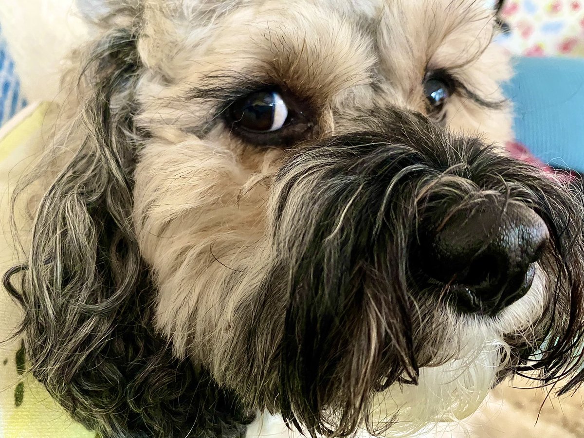 Chums! I would like to point out that when I give these sideways glances, I may look GUILTY, as if I’ve done something wrong, but I HAVEN’T. I am innocent of all charges. Malcy might say different, but please remember that I am (most importantly) LOVABLE ❤️ #BabyDog