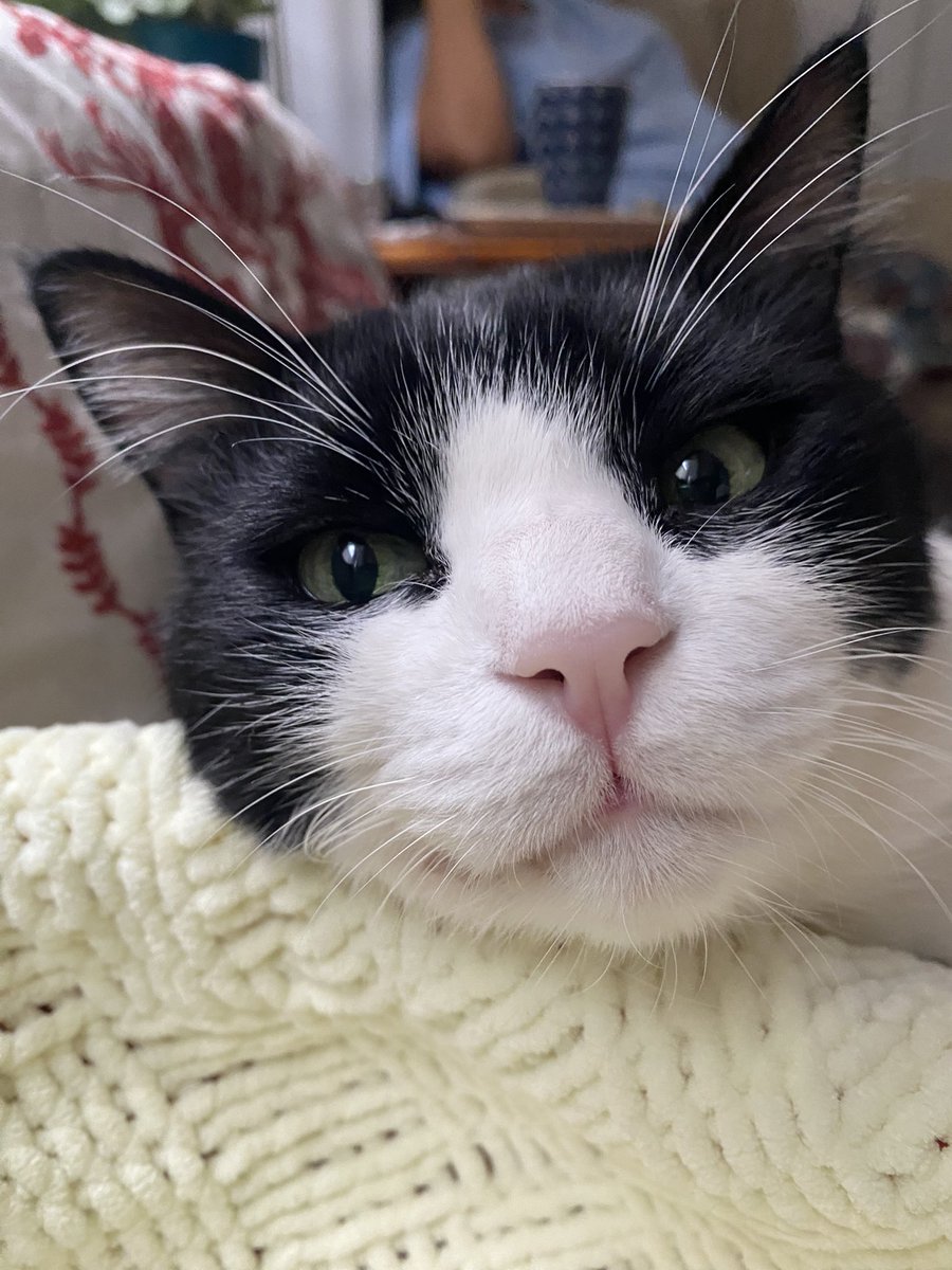 Bi gere öbsem noluyyy? #CatsOfTwitter #goodmorning