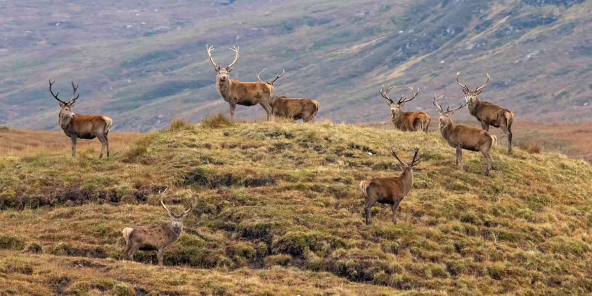 "Boys, it's time to get the band back together!"
~with apologies to The Blues Brothers, the red deer rut has ended. The stags are regrouping. The full ("beaver") moon heralds the influx of seasonal woodcock to the Alder carr &amp; Birch scrub. A grand season to enjoy outdoors.
🐾👣😊