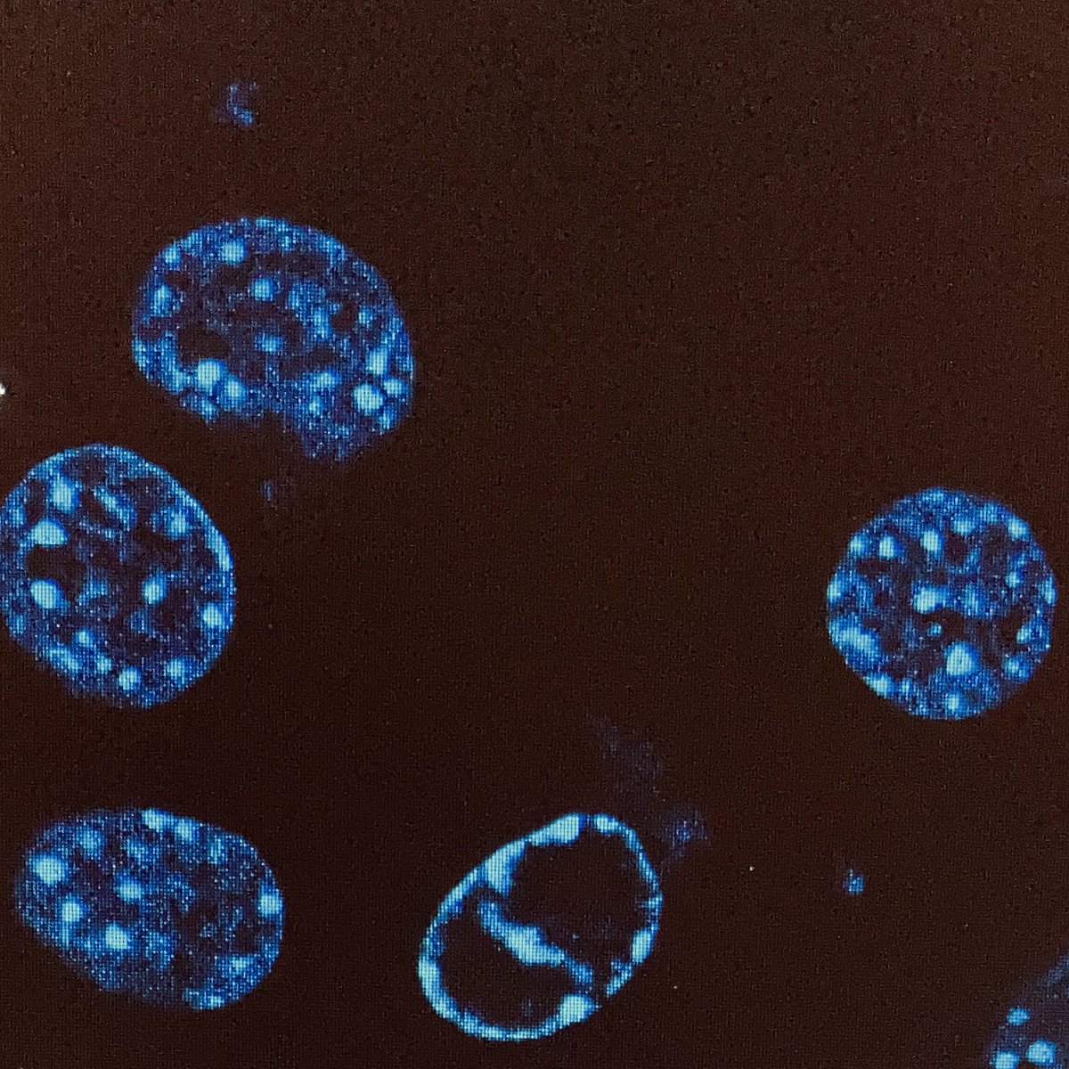 CharleneBoumen1's tweet photo. The lab is growing! Three positions available: postdoc and research assistant (master or PhD level) starting in January, lab manager/technician starting in March. More details below! #newPI https://t.co/8eMuseI1eV