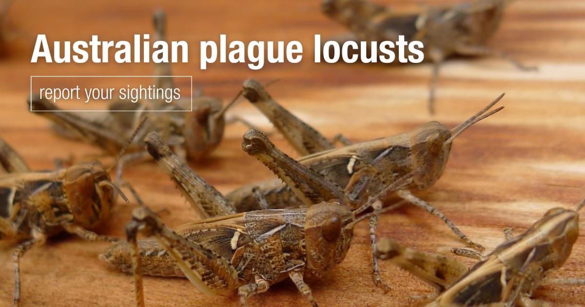 ag_eyre's tweet photo. There have been an increased number of Locust reports on Upper EP.
All sightings must be reported. Landholders and producers in higher risk areas should factor locusts into their pest control planning. Find out more at https://t.co/UOgi0Wn0ja https://t.co/Ie9mh1ryh1