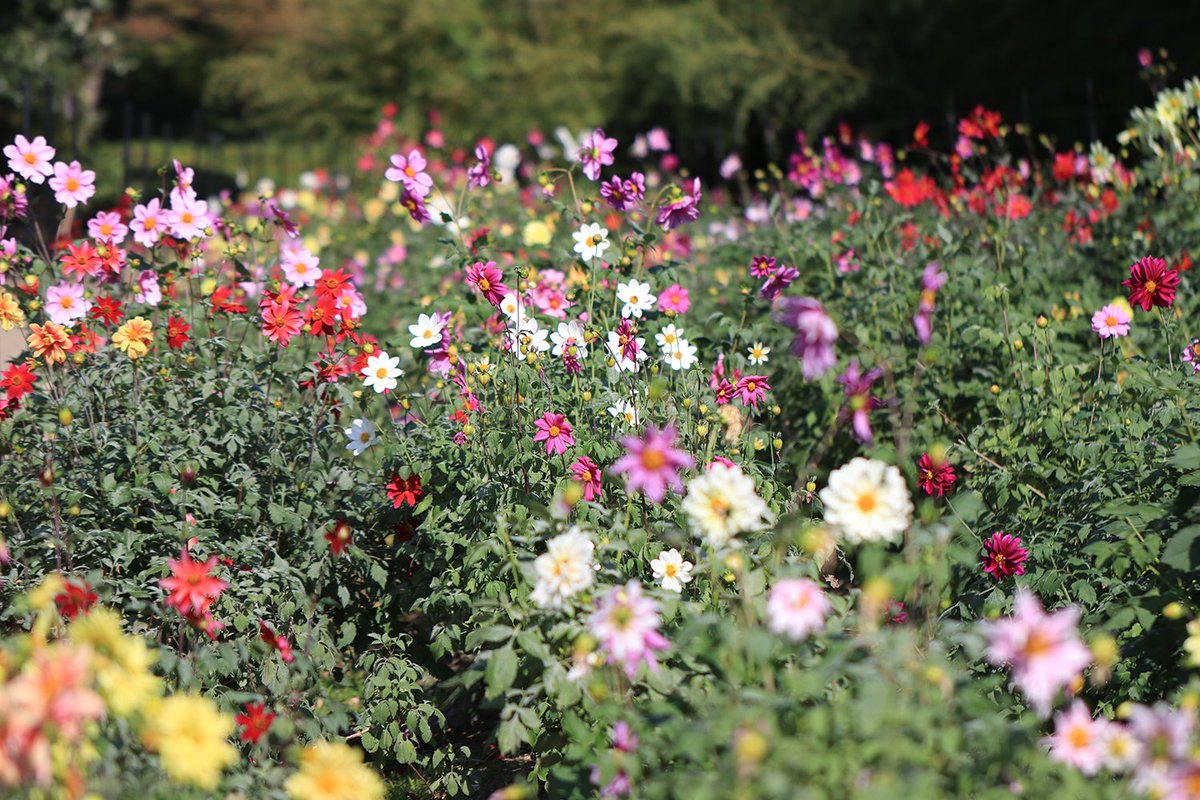 nagaib's tweet photo. 園内ではダリアをお楽しみいただけます！

ダリアにはたくさんの品種があり、花の形や色が様々で、見ていて飽きません♪

今ならコスモスもお楽しみいただけます。ぜひご覧ください！ https://t.co/fv8Kl6j8Ay