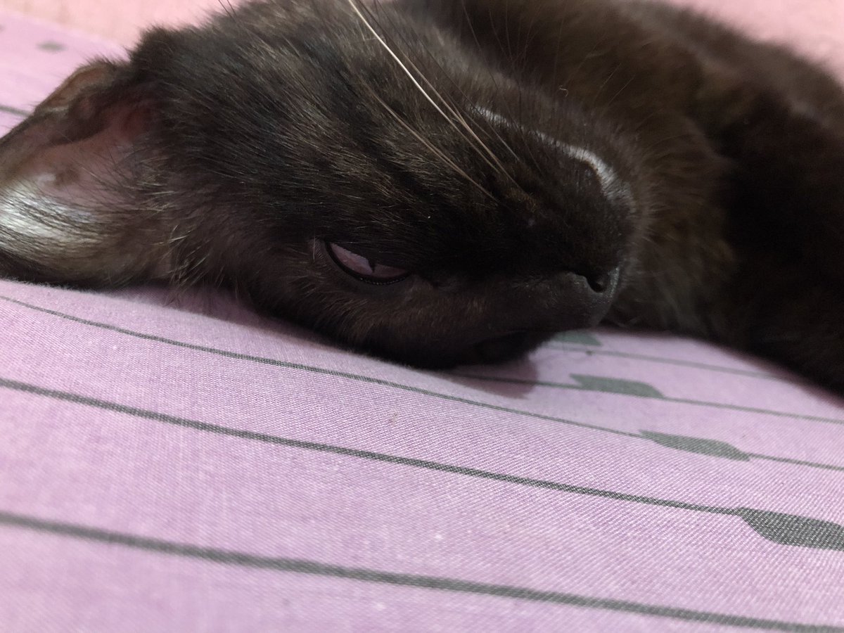AnisaKasmaa's tweet photo. @kochengfs Tidur tapi mata sedikit melek, padahal ini dia pules pulesnya https://t.co/46Jk1EHSks
