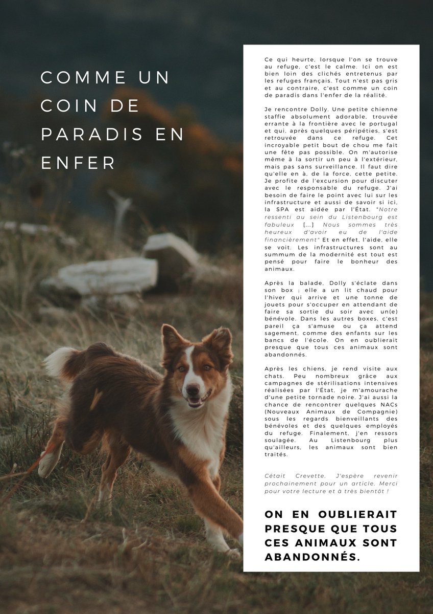 ✨ Crevette ✨ tweet media