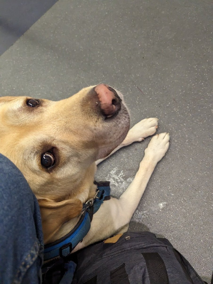 AssistanceZiggy's tweet image. Whoop on the @TLRailUK 🚆 off to the office and then later talking to an MP about @TheADAA_org and @VETERANSCHARITY 

#TrusteesWeek2022 #Ambassador #Veterans #AssistanceDogs #mentalhealth
