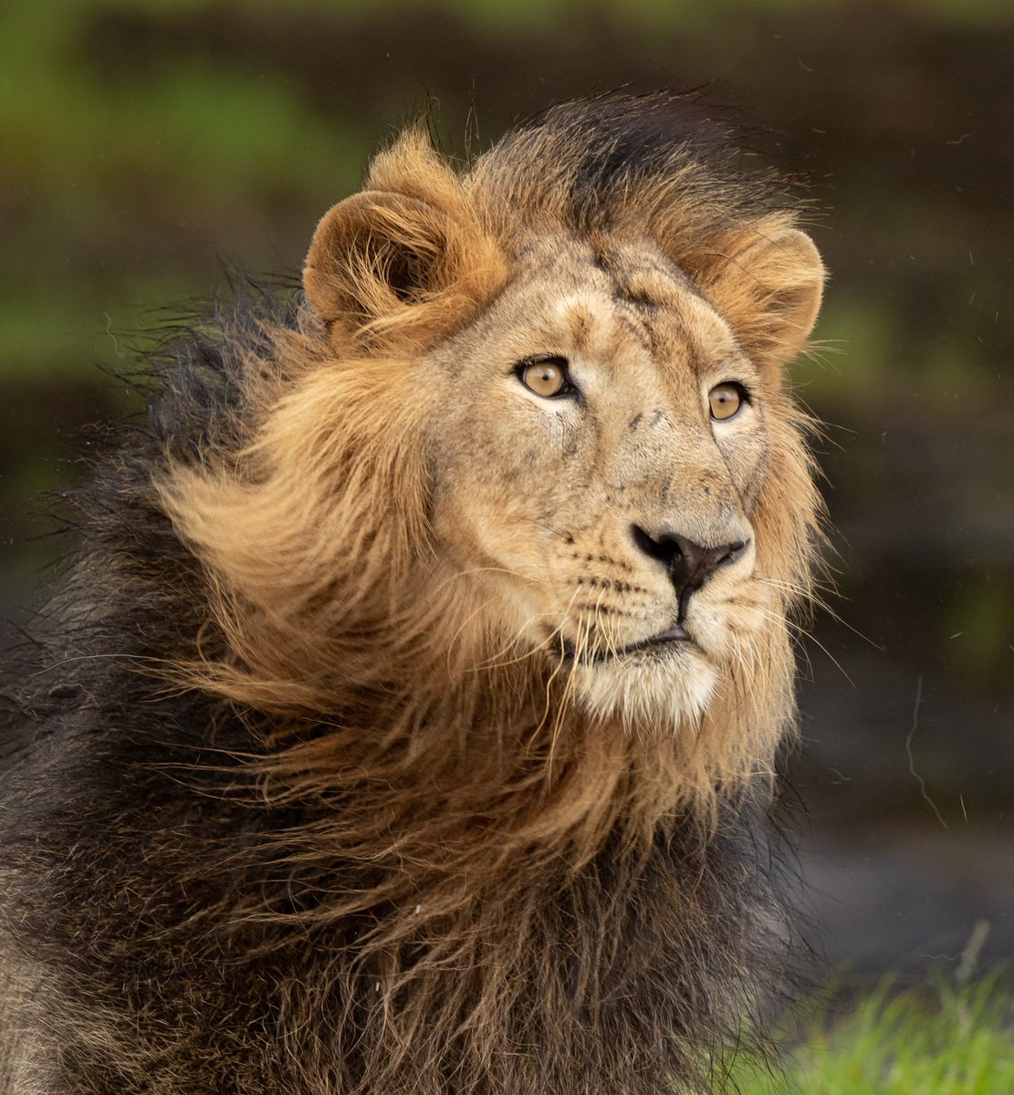 The Lion King

🔸Only 9 available now 🦁

🔸0.025 Ξ

🔸Link- sloika.xyz/drhemani.eth/t… 

RT/QT apprecieted🤗