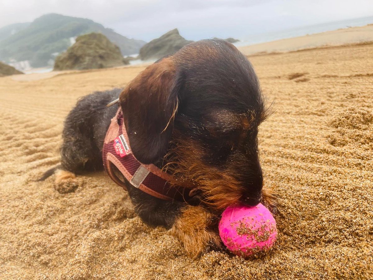 Beacelaya's tweet photo. A ella también le gusta que le lea de sus cosas. No todo es: “dame la pelotita” #fridayyo #DogsofTwittter #literaturayperros #dogsandliterature https://t.co/4Zv1nPJHbm