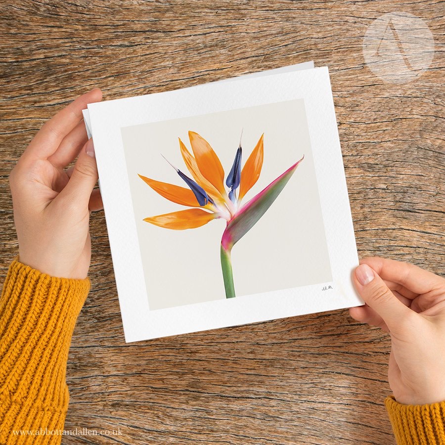 Happy Wednesday everyone!

#artprints #birdofparadise #feathers #birds #greetingcards #nature #Basingstoke #Hampshire #Flowers #ukmakers #CraftBizParty #Shopindy #GiftIdea #SmallBusiness