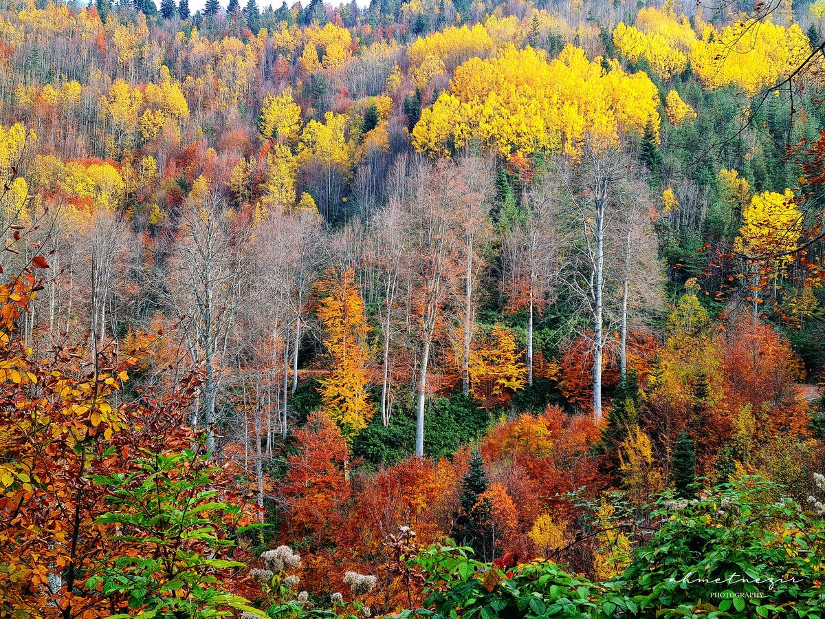 Bozkurt_Kastamonu
Kasım_2022
#bozkurt 
#Kastamonu 
#NaturePhotography 
#nature 
#TuerkiyeYuezyılınaNefes 
#OGM 
#Autumn 
#sonbahar 
#renk 
#Forestry 
#orman 
#leaves