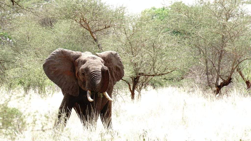 @Stellamaris tweet media