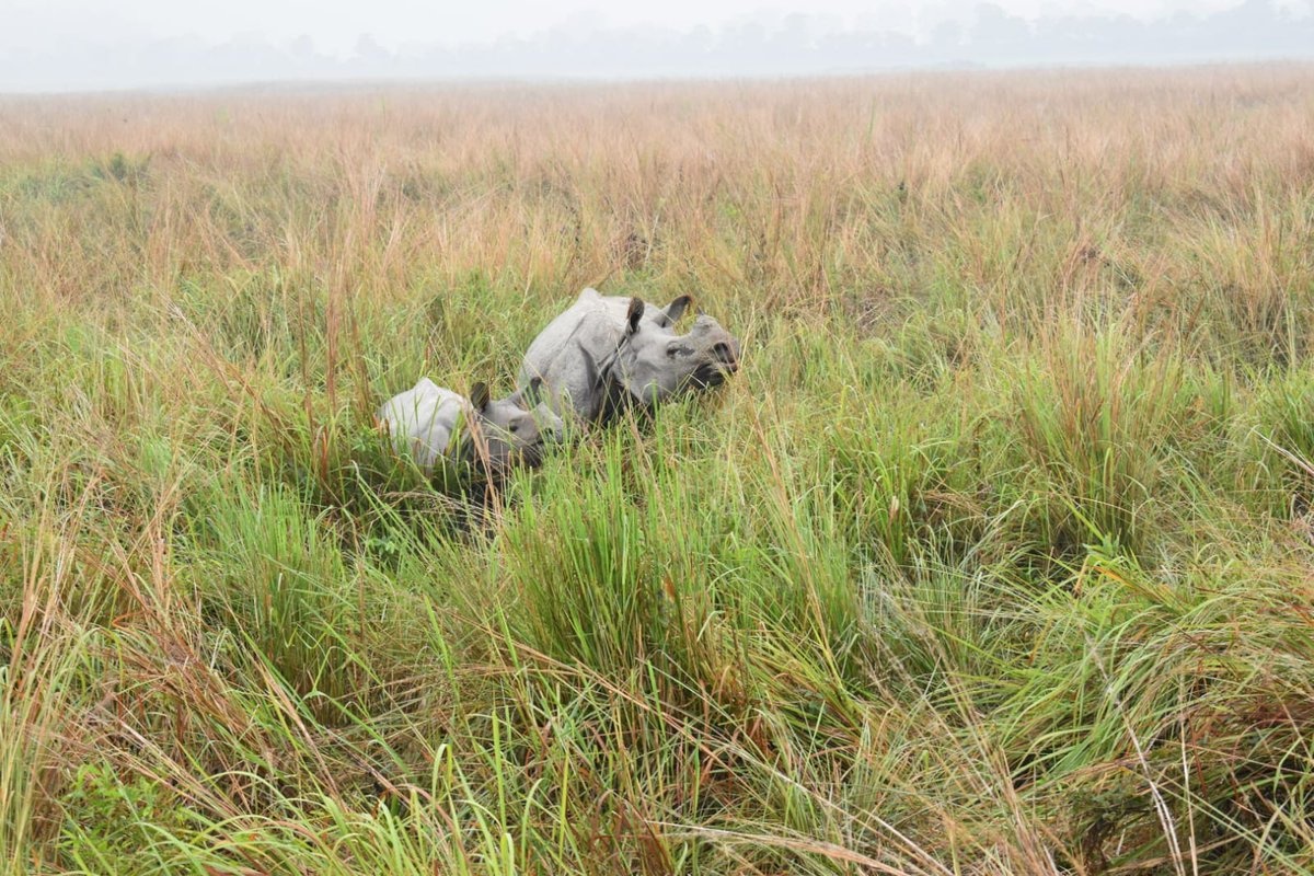 ApfbcA's tweet image. #Indopacific biodiversity partnership  - exposure visit commenced at #Pobitora. The ONFI team understands the aspect of grassland management and its importance, culture, tradition, the management of the parks and Rhino vision #sharingbestpractices #biodiversityconservation