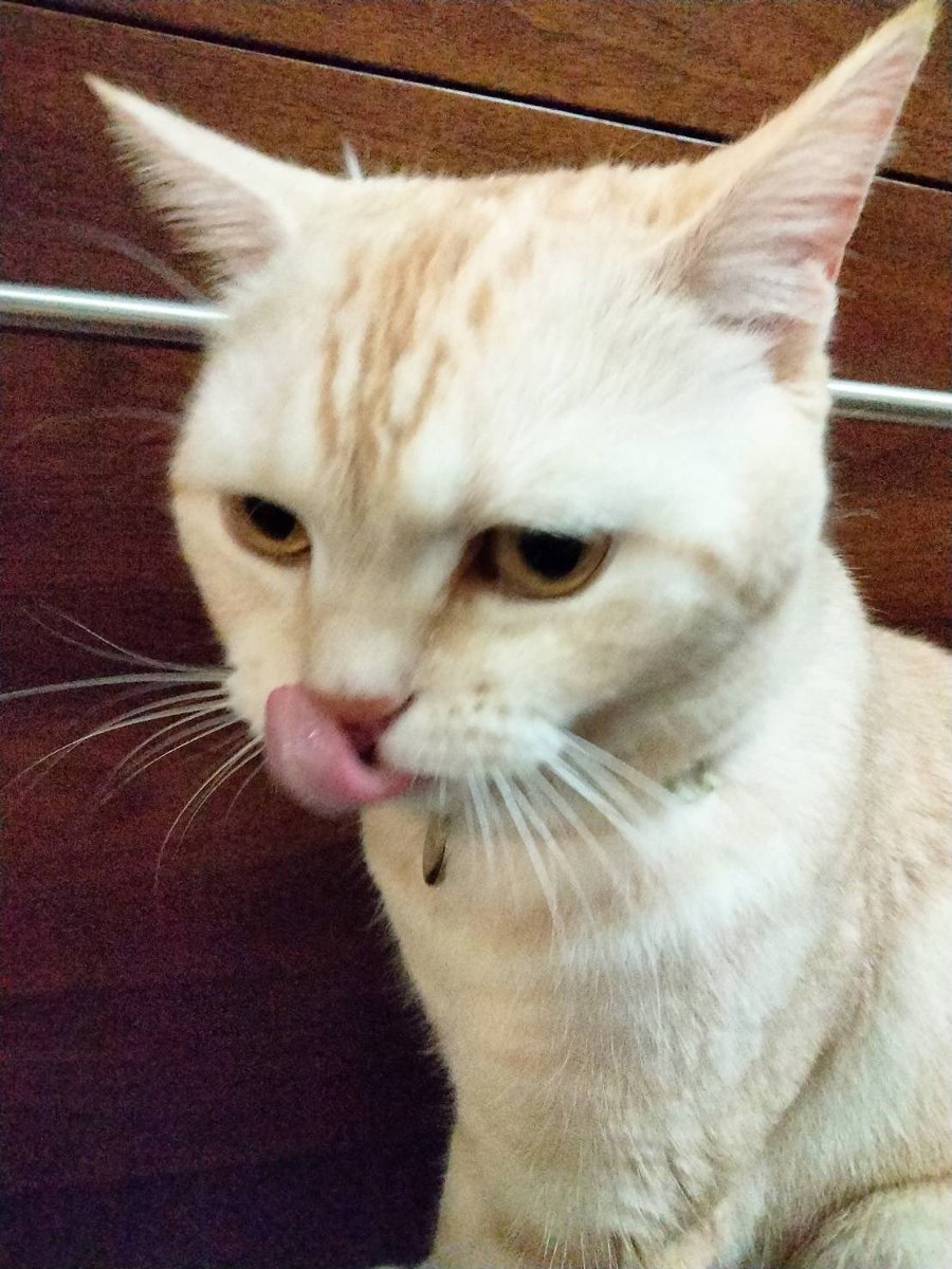 なんか最近、元気ないな〜って感じるから。この言葉を贈りたい

Take it easy❗️

届くといいなぁ

⬇️は、うちのムギです😎