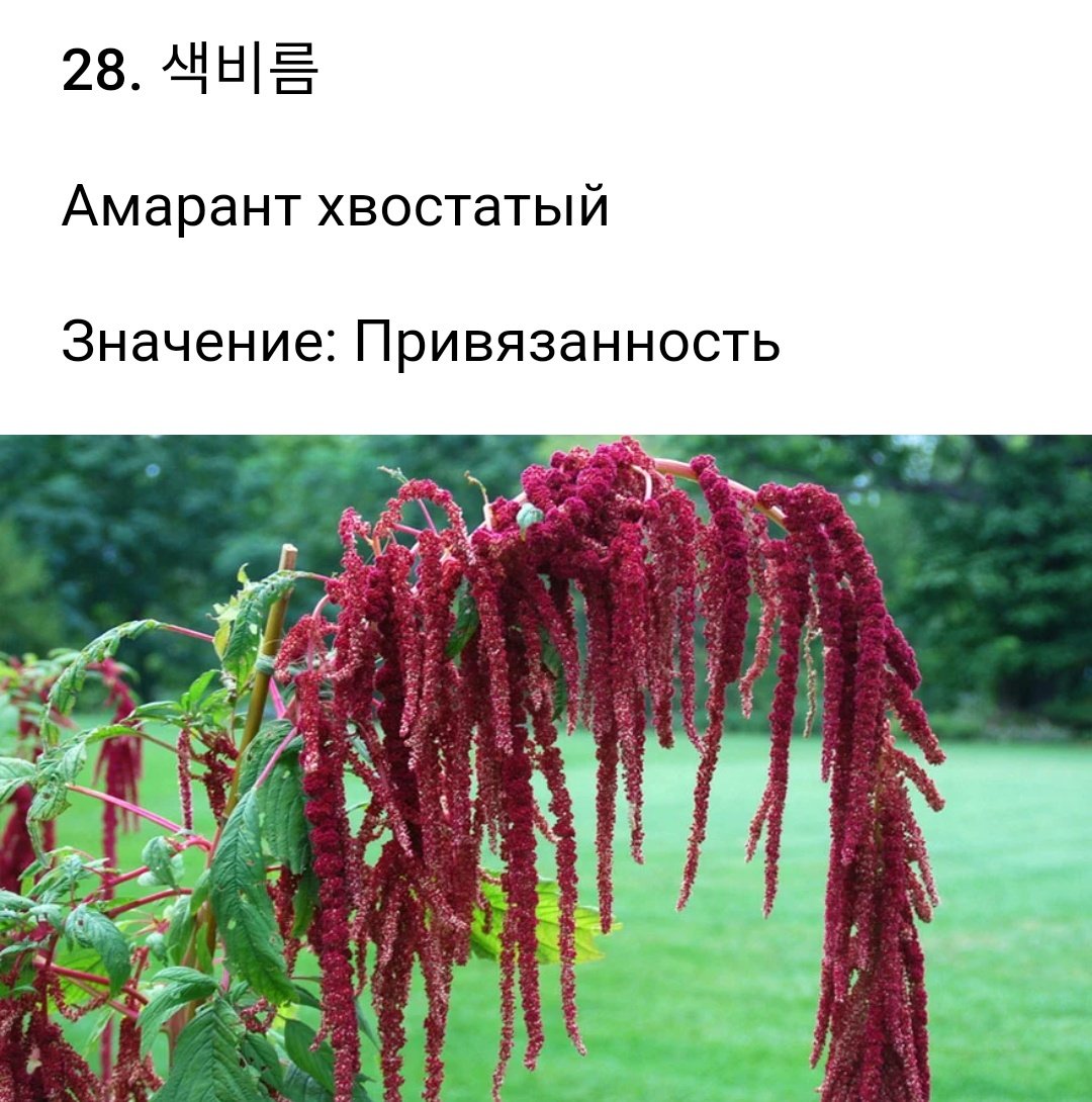 Амарант Ротшванц