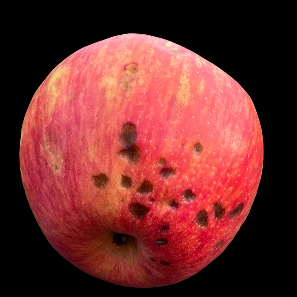 FruitDiseases's tweet photo. Dark/corky spots of #BitterPit (a physiological disorder associated with calcium deficiencies) on fruits of #Apples https://t.co/PWnYM13hzd