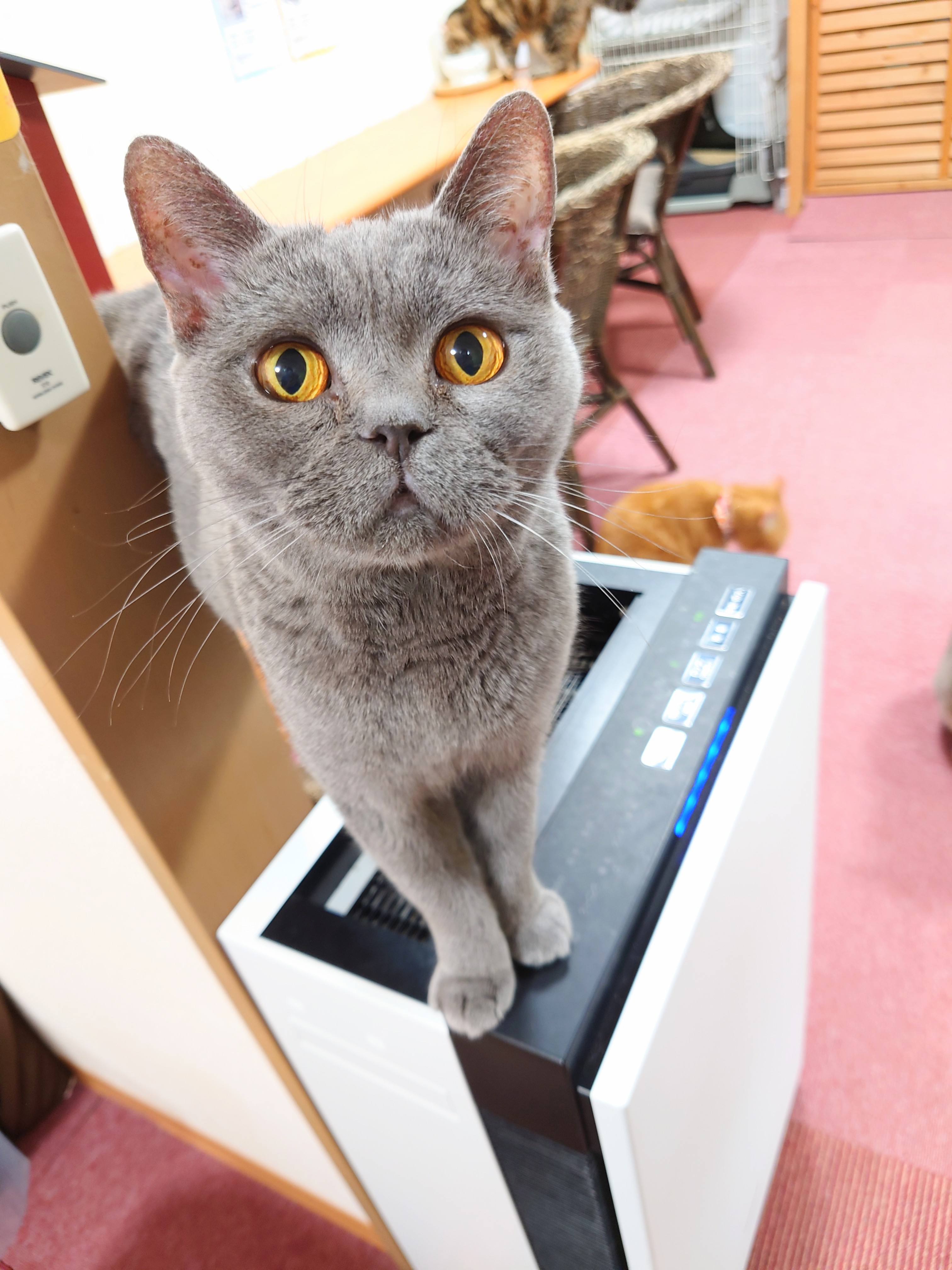 アミューズパーク福島 猫カフェ Kscapf03 Twitter