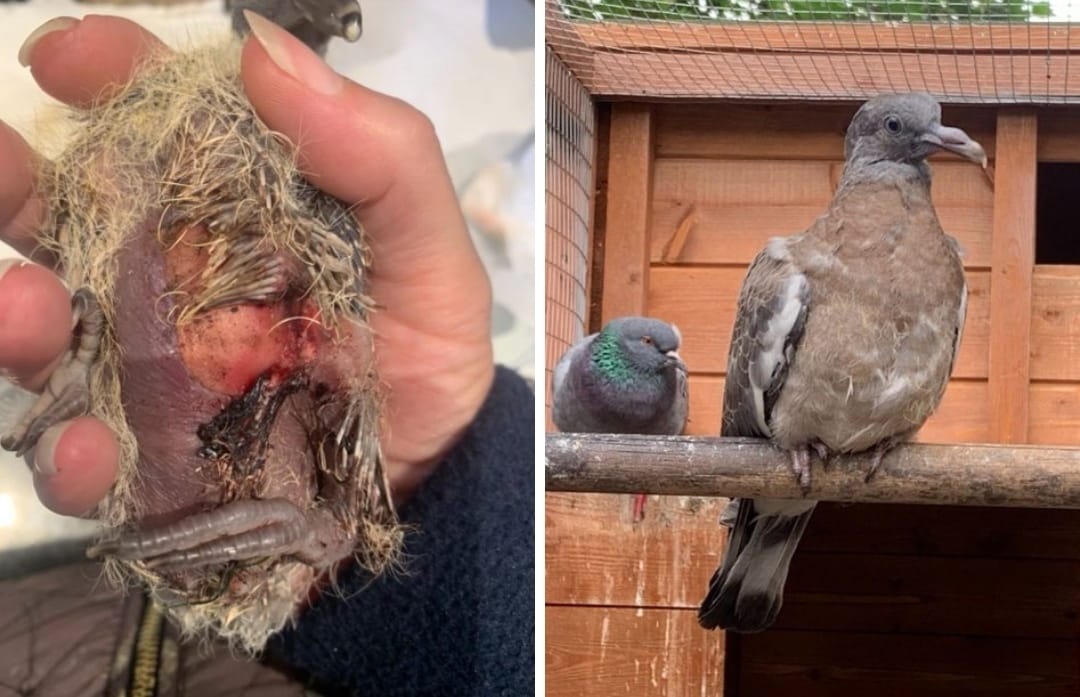 LWP_BirdRescue's tweet photo. The power of patience and kindness. Our rehabbers persevere and look at the result!  #BEFOREandAFTER #BirdTwitter #rescuebirds #transformation https://t.co/HNW8Y5wDyK