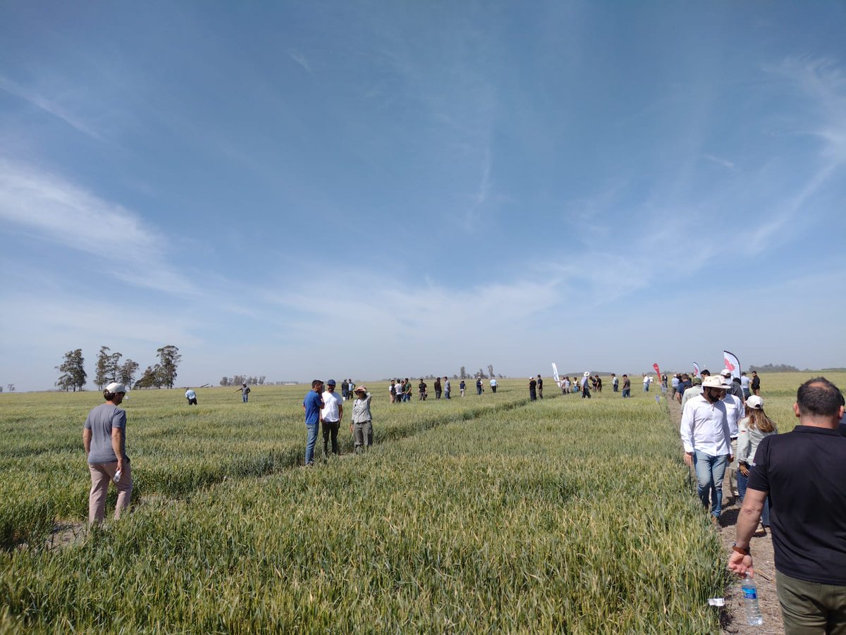 AlltecBIO's tweet photo. GRAN jornada de actualización e intercambio técnico a campo con @AapresidAmerica | Bs. As.
Un excelente espacio donde intercambiamos ideas sobre genética, bioestimulantes, estrategias de nutrición en trigo y más.
#AlltecBIO #nutricionvegetal #cultivodetrigo #regionalaapresid https://t.co/KiwyI2LCPk