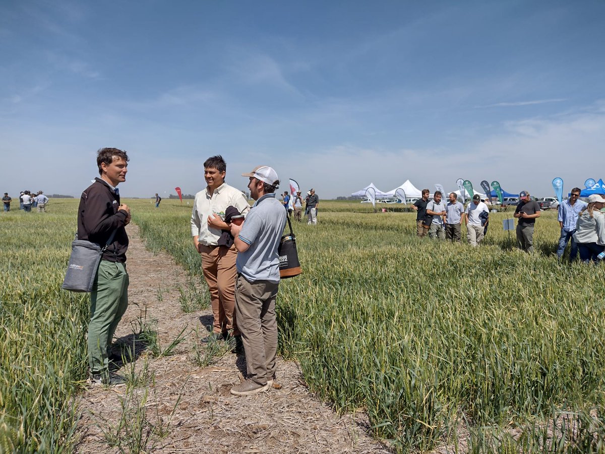 AlltecBIO's tweet photo. GRAN jornada de actualización e intercambio técnico a campo con @AapresidAmerica | Bs. As.
Un excelente espacio donde intercambiamos ideas sobre genética, bioestimulantes, estrategias de nutrición en trigo y más.
#AlltecBIO #nutricionvegetal #cultivodetrigo #regionalaapresid https://t.co/KiwyI2LCPk