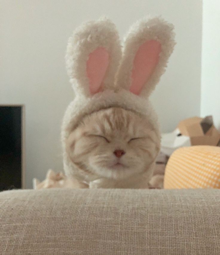 wkrlino's tweet photo. lee know as cats is my biggest weakness https://t.co/nQ4YrObXoc