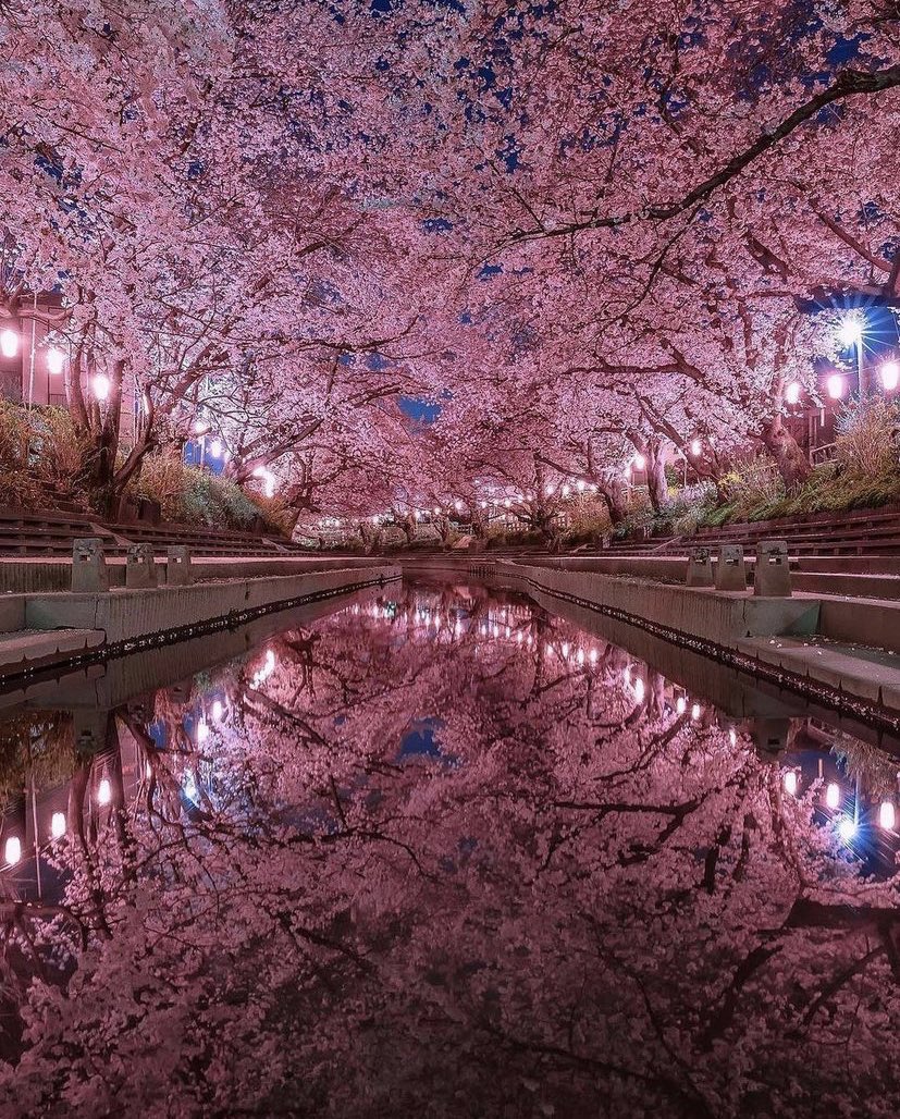 Blossoms in Japan 🌸