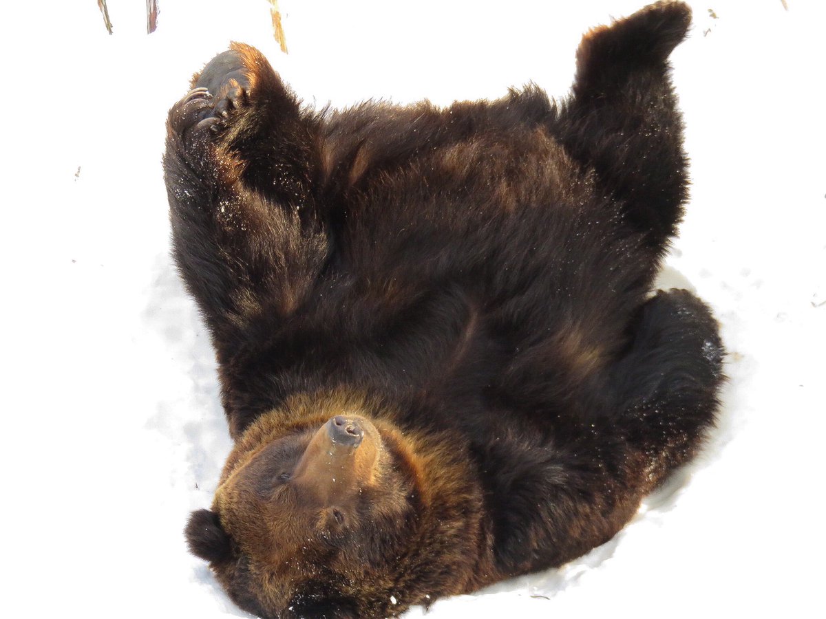 きなこ🐻クマ活 tweet media