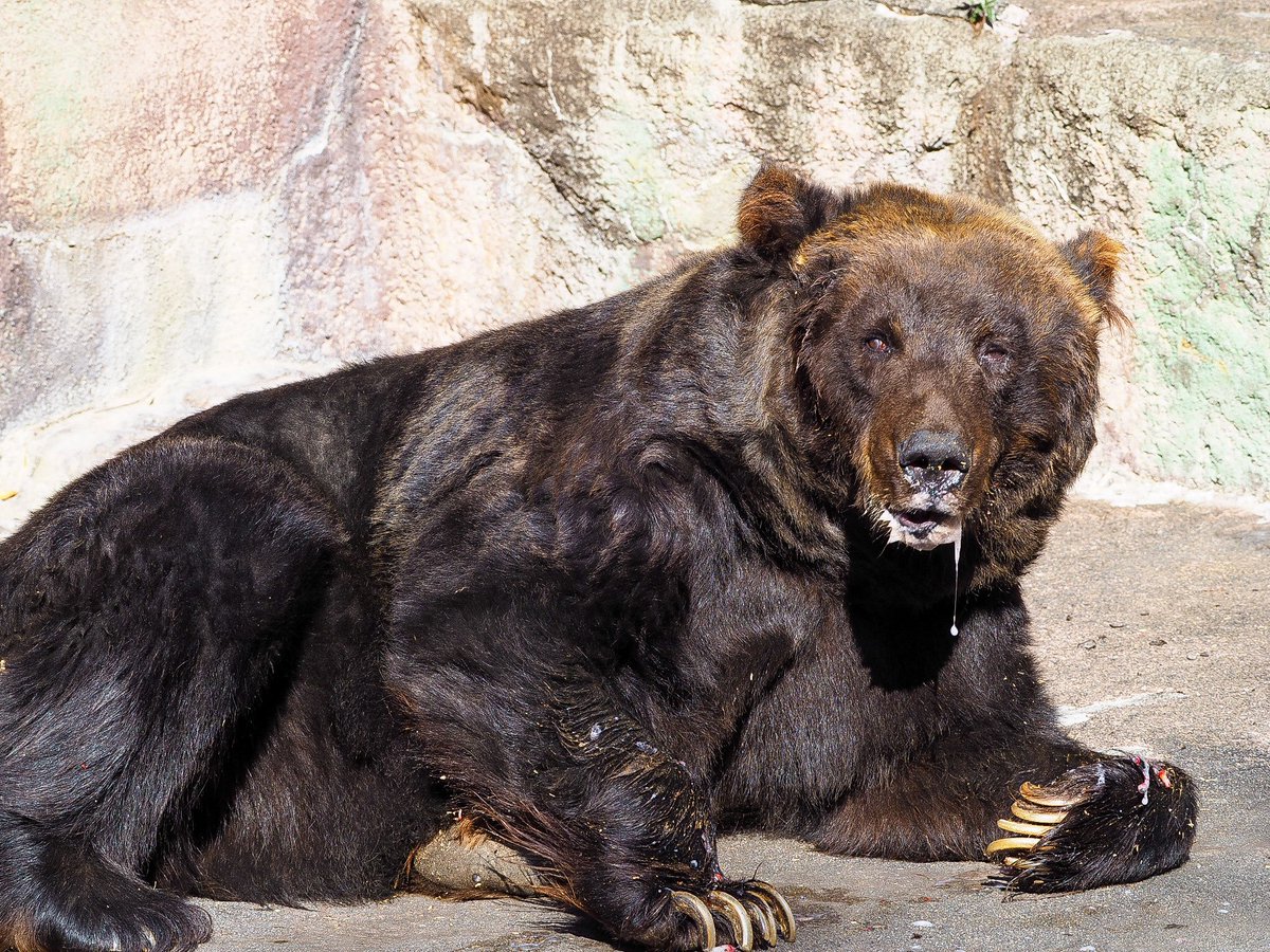 きなこ🐻クマ活 tweet media