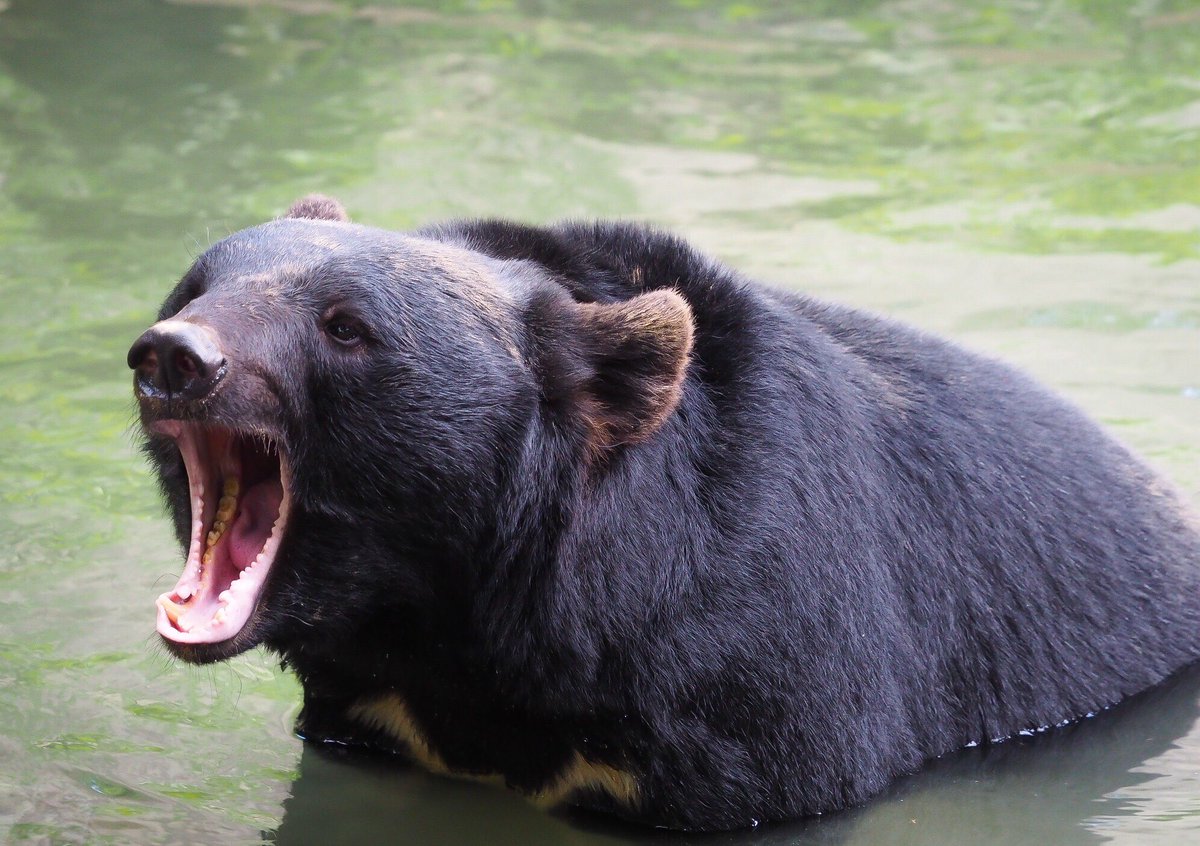きなこ🐻クマ活 tweet media