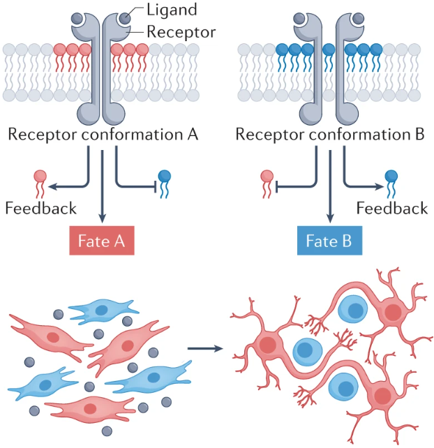 NatRevMCB's tweet photo. The lipotype hypothesis - our newest comment from
@Gio_Dangel0 and @GioeleLaManno (@EPFL) on how membrane lipid composition impacts on signalling:

🔗https://t.co/L1VSds8LNh https://t.co/ViFLEiVrh8