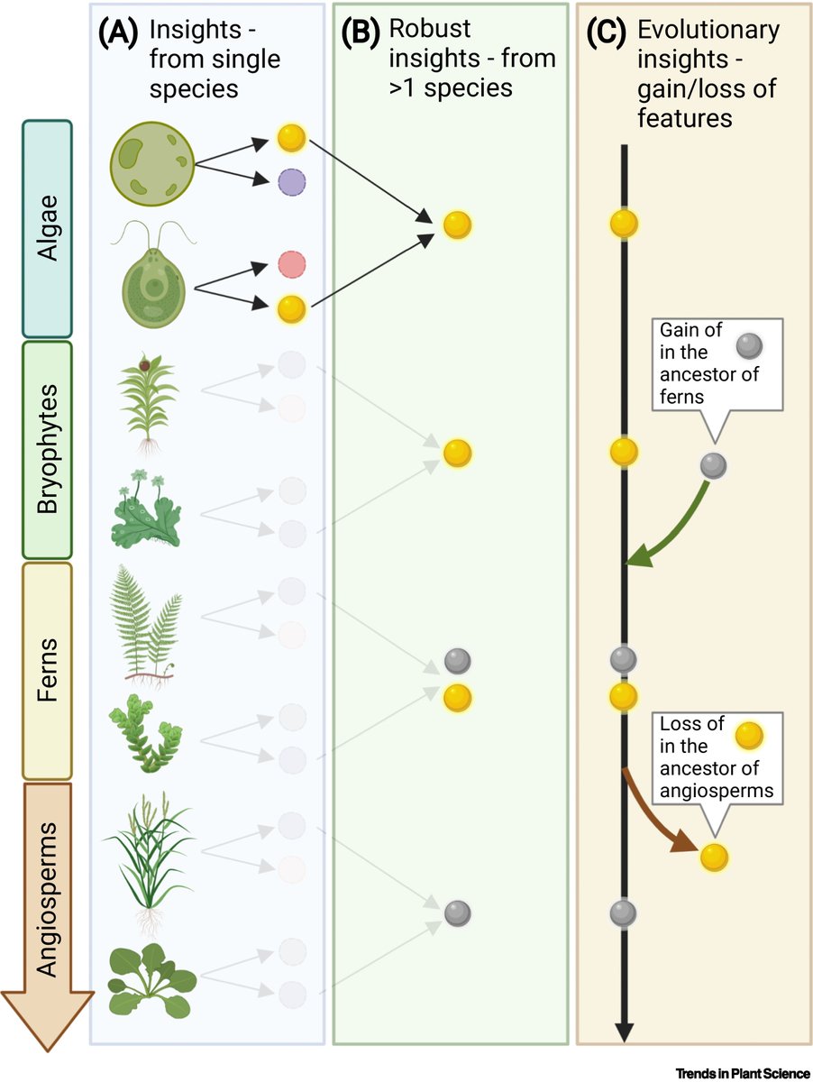 IreneJulca's tweet image. Our review "Toward kingdom-wide analyses of gene expression" is out: doi.org/10.1016/j.tpla…
Thanks to @tqiaowen @LabMutwil