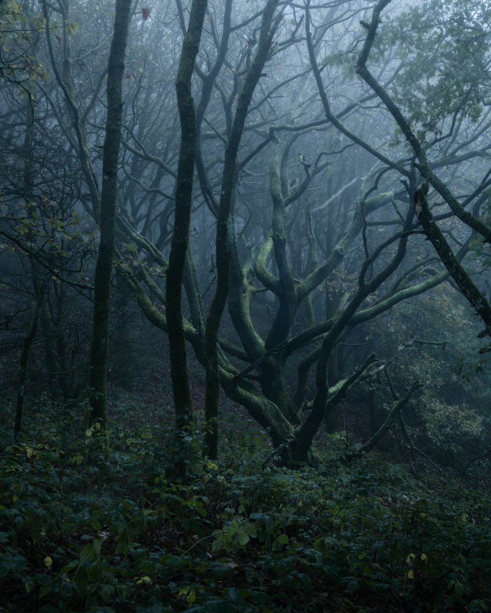 Few images from one morning on Clent Hills. Which is your favourite? Mine is number 1.