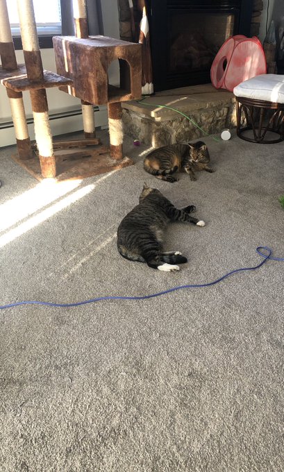 Kitty made a friend https://t.co/WDrid0yVAm