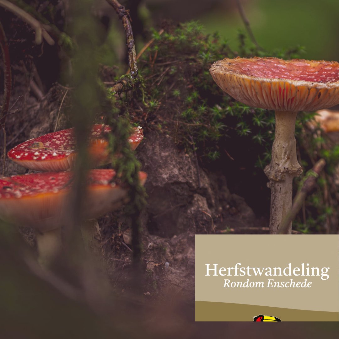 Als je aan Twente denkt, denk je al snel aan de mooie Twentse natuur. Maar wist je dat op slechts 10 minuten met de auto vanaf ons hotel een prachtig wandelgebied ligt? Dit gebied heet Aamsveen. Geniet van de vele aspecten die Enschede u te bieden heeft 🍂