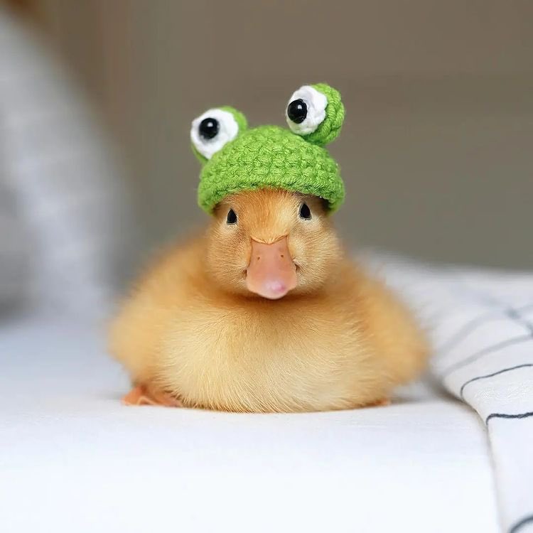 why you should have a duck 🦆 (@Haveshouldduck) on Twitter photo 2022-11-09 13:12:10