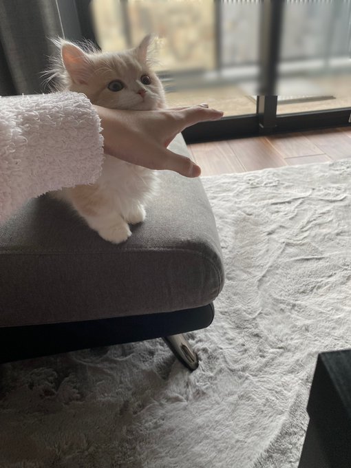 机に飛び乗りたい猫vs阻止したい飼い主 一歩も譲らない攻防にほっこり Yahoo Japan