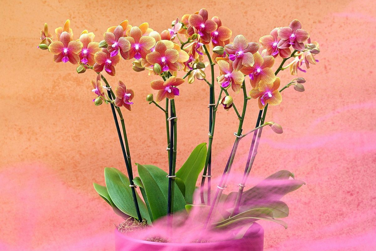 Stolk Flora introduceert Parfum collectie met orchidee Bolgheri dlvr.it/ScV127