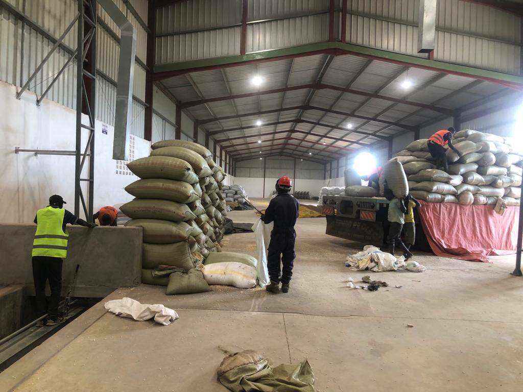 PelaCommodities's tweet photo. Offloading a new batch of grain ready to be cleaned, dried, bagged and stored for further use and export. 

At Pela, we offer affordable grain handling, drying and storage services for our clients. Reach out today. #Soroti #Uganda #Farming #Agriculture #Business https://t.co/FYGfXY9Z9s