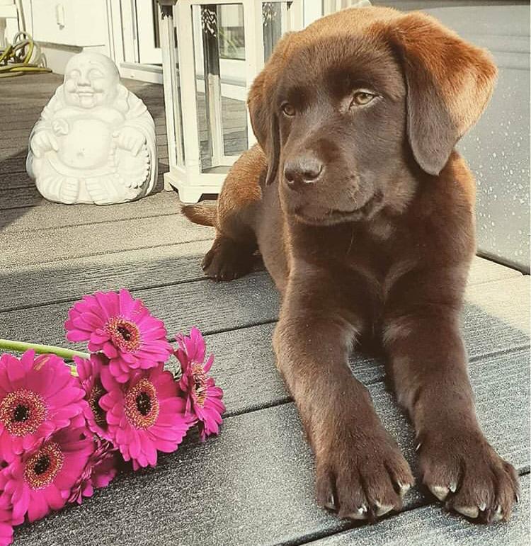 LabradoresStore's tweet photo. ▷【 Descubre los síntomas de alergia alimentaria en tu perro para evitar causas mayores】

#labradorgold #labradorretriever #animallover #lablove #labradores #labradors #labradormarron #labradoreschocolate #labrador #labradorpuppy #labradorlovely

Link: https://t.co/LSTjkHiXKb https://t.co/2yBOFZq9tO