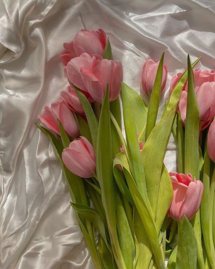dearlybeloves's tweet image. pink tulips