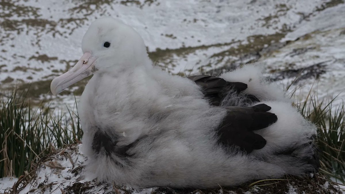 Look at the impressive juvenile plumage peeking through Endurance’s fluffy feathers! #AlbatrossStories 📸: Erin Taylor