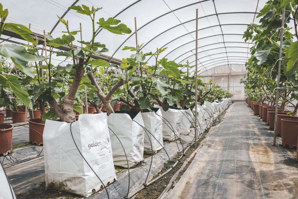 ProjarInt's tweet photo. Figs are closer to taking up more space and time on supermarket thanks to the Projar soilless tech. The super-intensive planting framework has generated excellent results.
More info about 👉 https://t.co/vmGG3cDTZl
#projar #greentechnology #growing #productivity #soilless #figs https://t.co/vF4ftJ3kv1