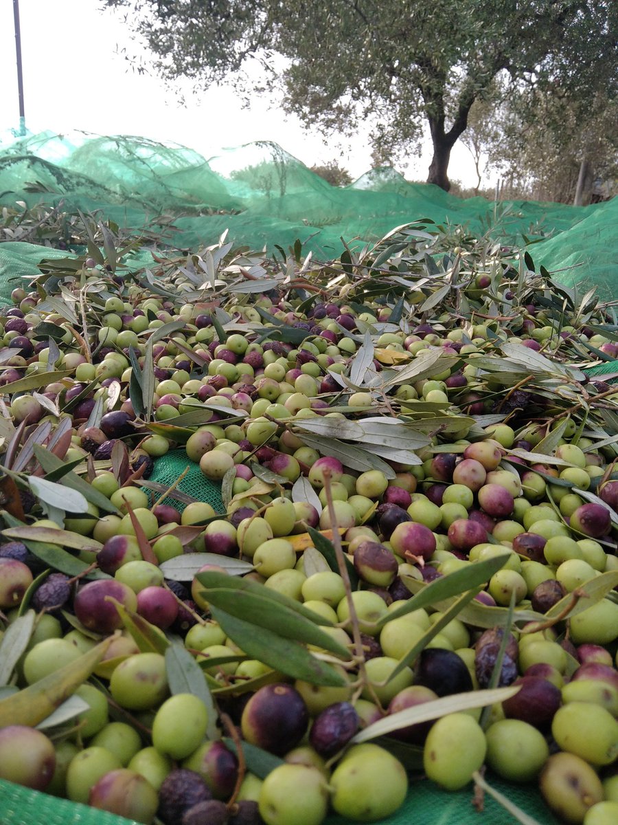 L'oli surt car? A 5,23€ preu de cost. Pq? M'explico:
Decidim collir les olives de casa. 50 oliveres i 22 amb producció. 
345kg. Fa dos anys 750. La sequera és implacable. 
Costos:
95€ molí
55€ amortització vibrador elèctric
242€ TRITURAR pq no podem cremar i no tenim picadora