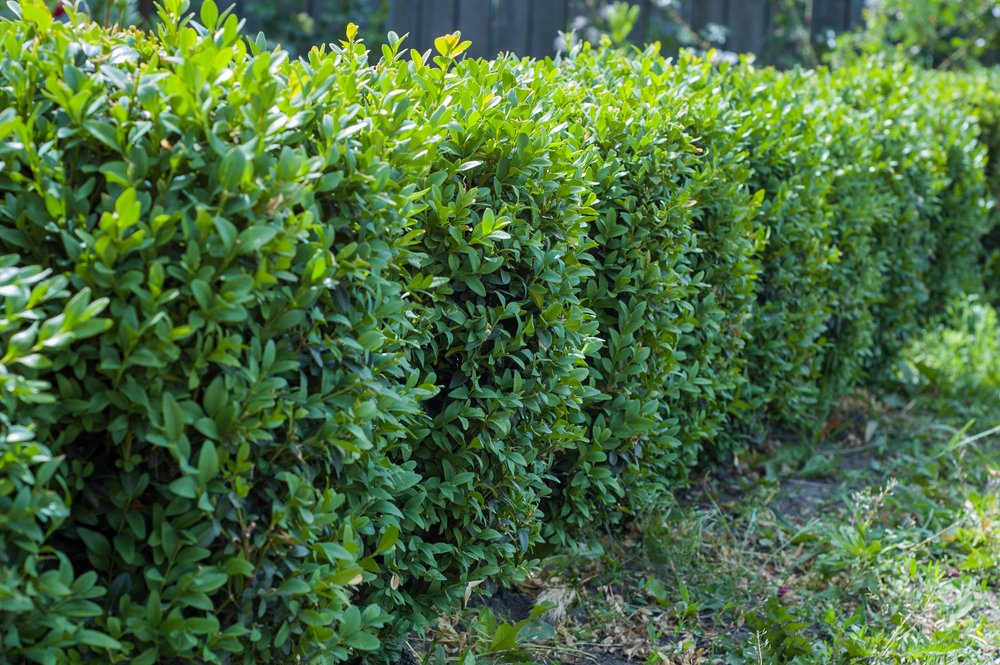 JeremyFlorence6's tweet photo. How high does buxus sempervirens grow?

Buxus sempervirens is a slow growing evergreen shrub or small tree, growing between 1 and 8 metres tall.

Shop- https://t.co/VS3nVWmVsx

#Hedgeplants #HedgeplantsUK #BuxusSempervirens #CommonBox https://t.co/2YFgbh0ume