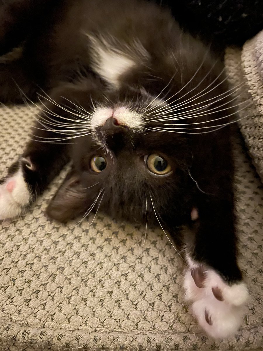 Elly Griffiths tweet media