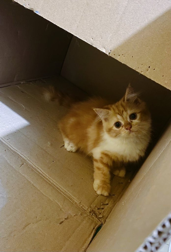 🐈 open free adopt dom jatim male kitten persian bulu kapas 3 bulan, keturunan ayah short hair persian (orange) ibu himalaya bulu kapas. Alasan open adopt barusan dorong tv led 32 inch ampe pecah 😊