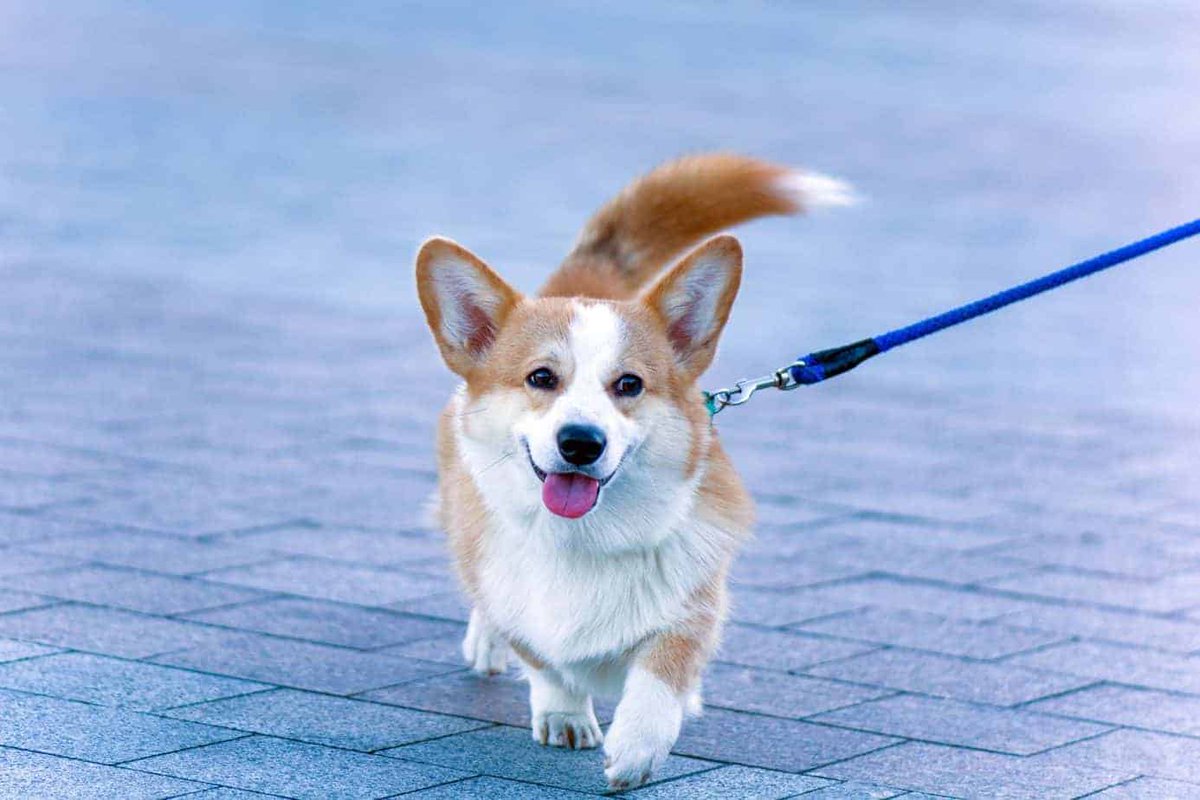 trustytailsdog's tweet photo. A space where you can leave your pet under the supervision of professionals.

Here are the most comfortable and safe conditions for your pet's stay outside the home. https://t.co/NlLQiG9SLZ