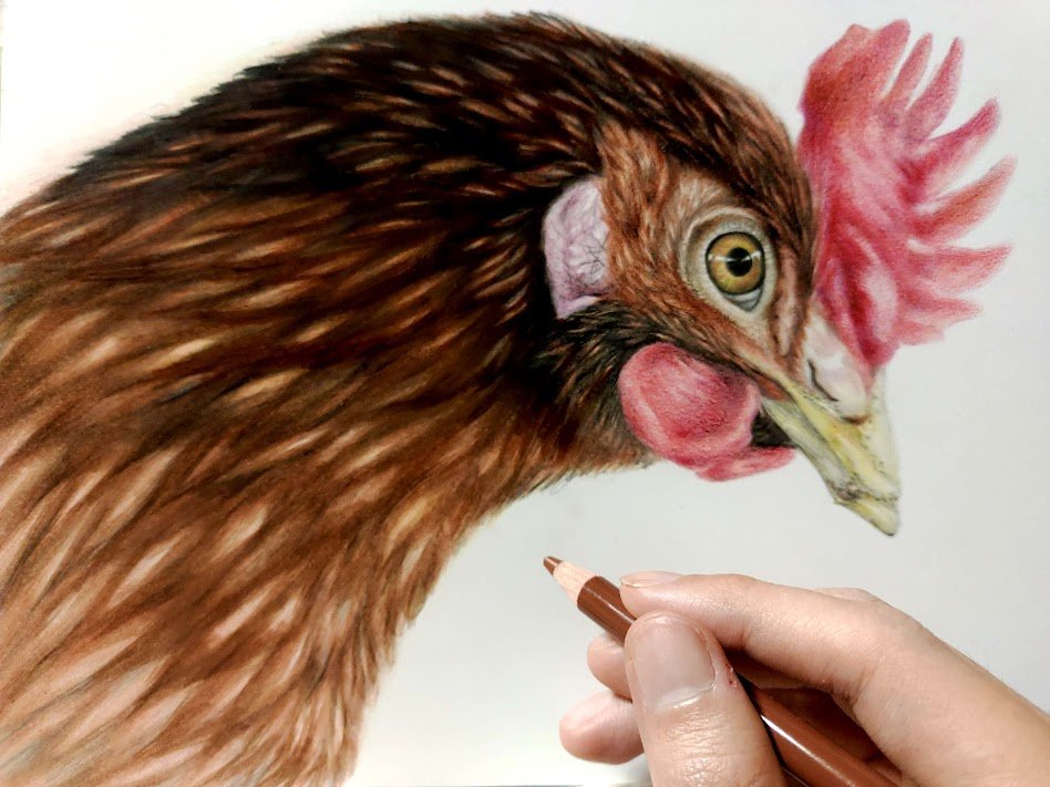 ニワトリさん のイラスト マンガ作品 Twoucan