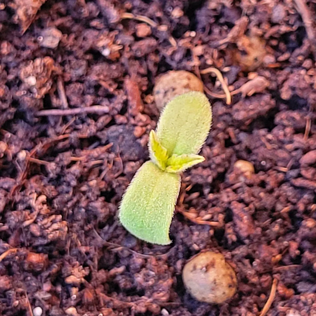 RaulSantos1981's tweet photo. #BuenosDiasATodos
Nuevo nacimiento 🌱desde #Sur 🧭 con #SomangoAuto sobre #HeavyMix by #Topcrop 👨🌾
#cannabiscomunity #WeedLovers #cannabisculture #weedsmokers https://t.co/9Ior0LyTNG