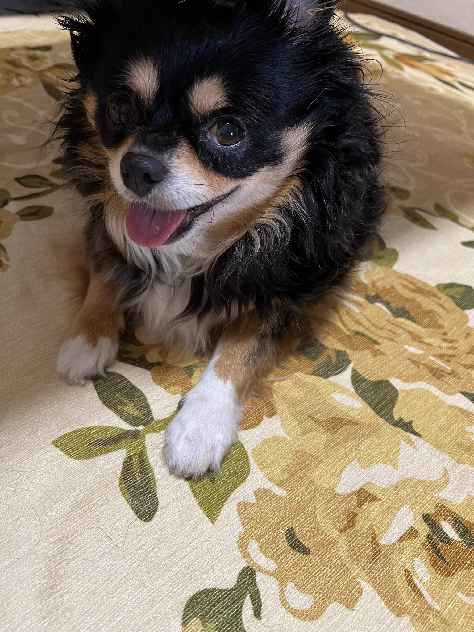@gizumo5kg うちの愛犬ちゃん。8キロあります。そして、飼い主以外に触られたくないようなので、トリミングも、依頼していません。 